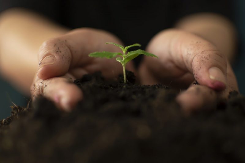 cannabis hemp marijuana seedling